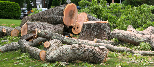 Best Arborist Consultation Services  in Charenton, LA